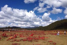 扬州旅游去处(暑期最好的旅游去处)
